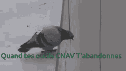 Pigeon Cnav GIF