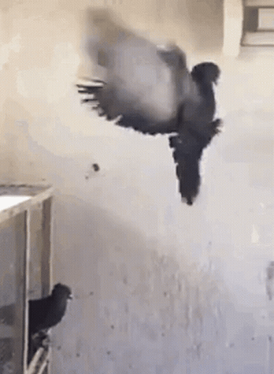 Pigeon Flying While Another Sits On Cage GIF