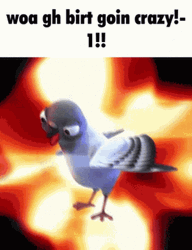 Pigeon Going Crazy GIF