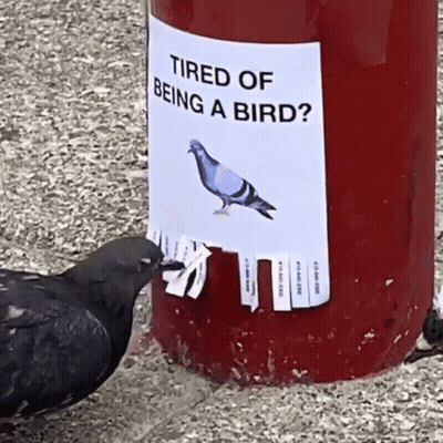 Pigeon Looking At Tired Of Being A Bird Sign GIF