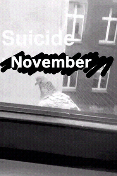 Pigeon Looking Out Window Suicide November GIF