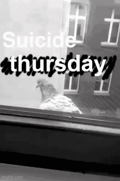 Pigeon Looking Out Window With Suicide Thursday GIF