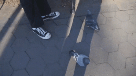 Pigeon Of New York City GIF