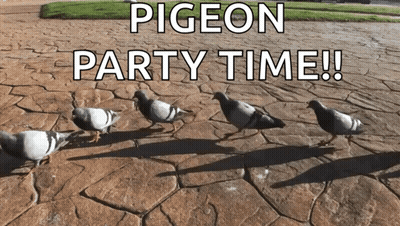 Pigeon Party Time On Brick Sidewalk GIF