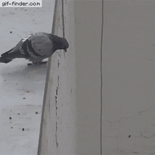 Pigeon Perched on Ledge
