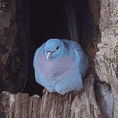 Pigeon Perched On Tree Stump In Hole GIF