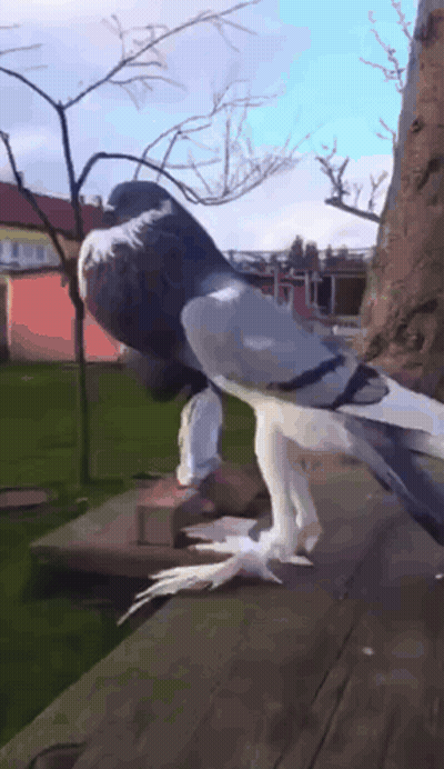 Pigeon Perched On Wooden Ledge With Wings Outstretched GIF