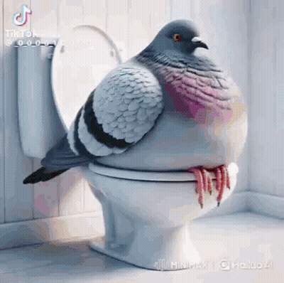 Pigeon Sitting On White Toilet GIF