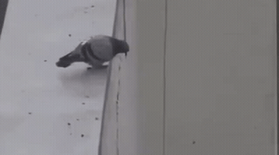 Pigeon Standing On Building Ledge GIF