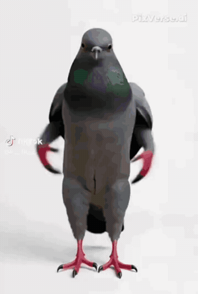 Pigeon Standing On Hind Legs With Wings Outstretched GIF