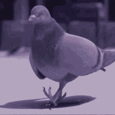 Pigeon Standing On Hind Legs With Wings Outstretched GIF