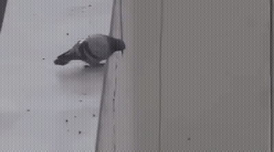 Pigeon Standing On Ledge By Window GIF