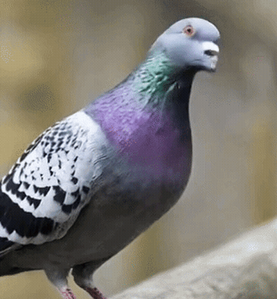 Pigeon Standing On Rock Yellow Background GIF