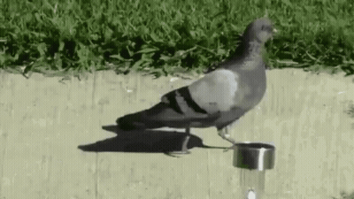 Pigeon Standing On Sidewalk Next To Ring GIF