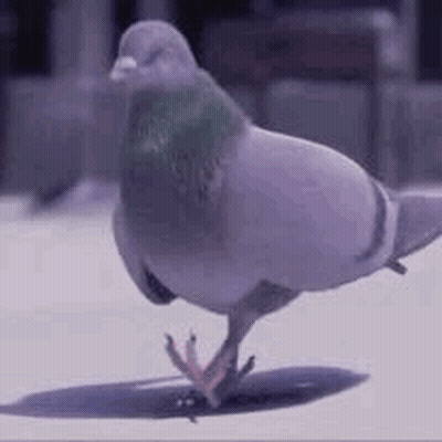 Pigeon Standing On Table GIF