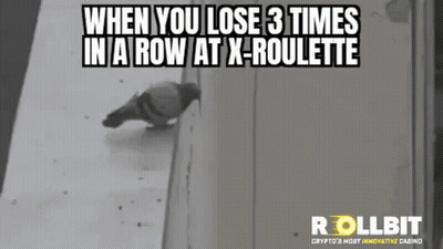 Pigeon Standing On Wall Next To Wall GIF