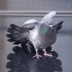 Pigeon Strecth Bird GIF