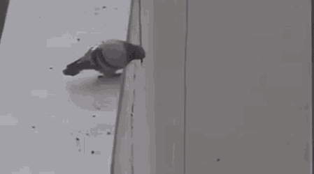 Pigeon Suicide GIF