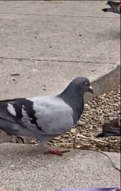 Pigeon Twerking GIF