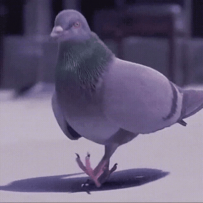 Pigeon Walking On White Surface GIF