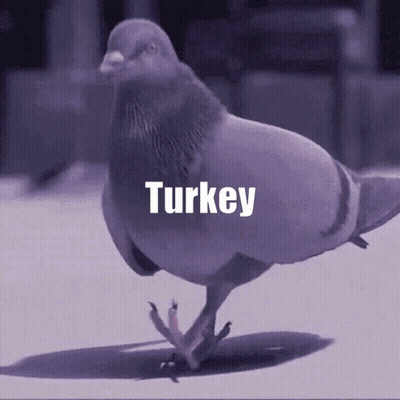Pigeon Walking With Word Turkey GIF