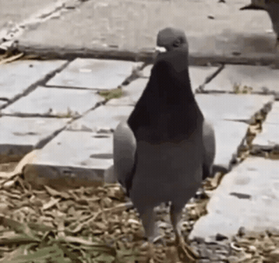 Pigeon Wearing Black Hat on Sidewalk