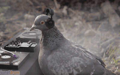 Pigeon Wearing Headphones In Front Of Turntable Saying June Drum GIF