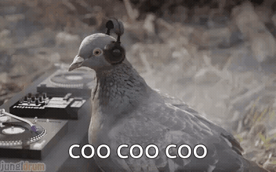 Pigeon Wearing Headphones On Turntable GIF