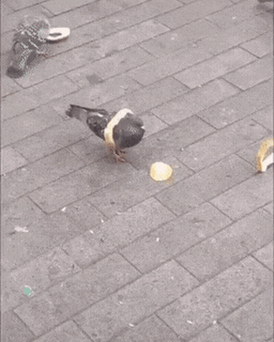 Pigeon With Bread On Head Saying Wait For It GIF