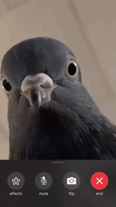 Pigeon With Effect Buttons GIF