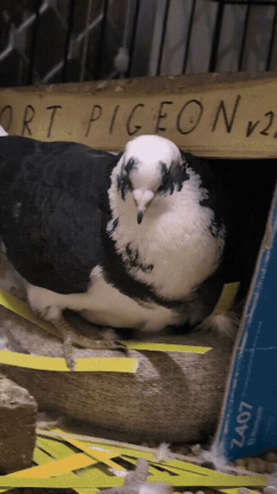 Pigeon With Man's Face Sitting On Crane GIF