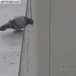 Pigeon GIF