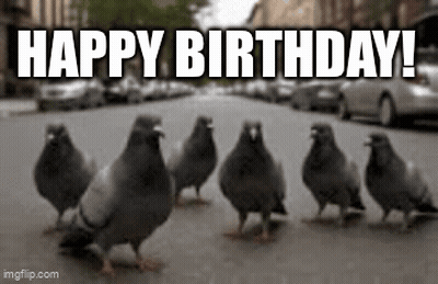 Pigeons On City Street GIF