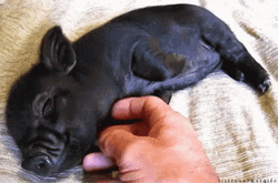 Piggy Black Piglet Sleeping Chin Rub GIF