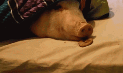 Piggy Eating Cookie In Bed Cozy Blanket GIF