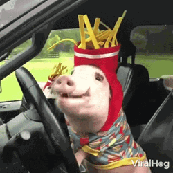 piggy-pig-dog-car-fries-hat-eating-tg7bekg5sppmie4f.gif