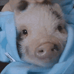 Piggy Piglet Cuddle Head Rub Massage GIF