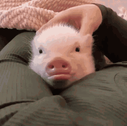 Piggy Piglet Ears Moving Cute Between Arms GIF