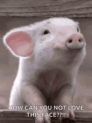 Piggy Piglet How Can You Not Love This Face GIF
