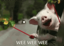 Piggy Wee Car Window Air Fans GIF
