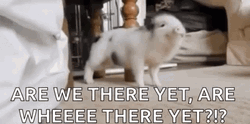 Piglet Dancing And Asking Are We There Yet GIF