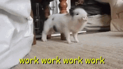 Piglet Working Its Dance Moves GIF