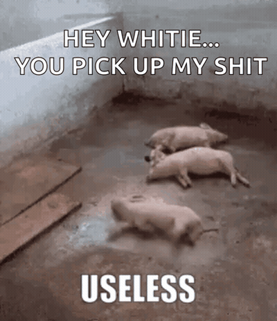 Pigs Lying Down Saying Hey Whiteie You Pick Up My Shit Useless GIF