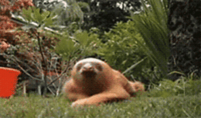 Pikachu Dizzychu In Field GIF