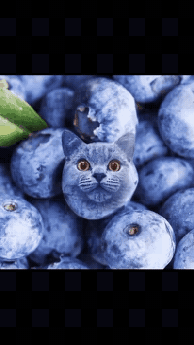 Pile Of Blueberries With Cat Face GIF