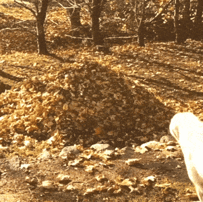 Pile Of Leaves On Forest Ground GIF