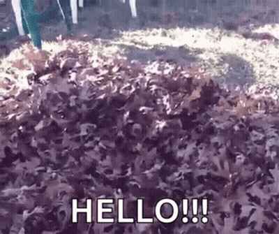 Pile Of Leaves Saying Hello GIF