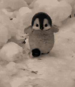 Pinguim Fofo GIF