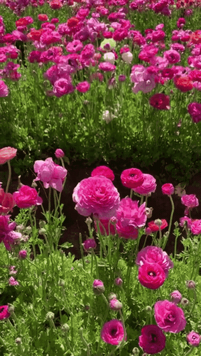Pink And Purple Flowers With Green Leaves GIF
