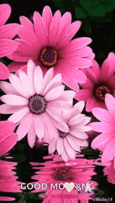 Pink And White Flowers Floating Saying Good Morning GIF